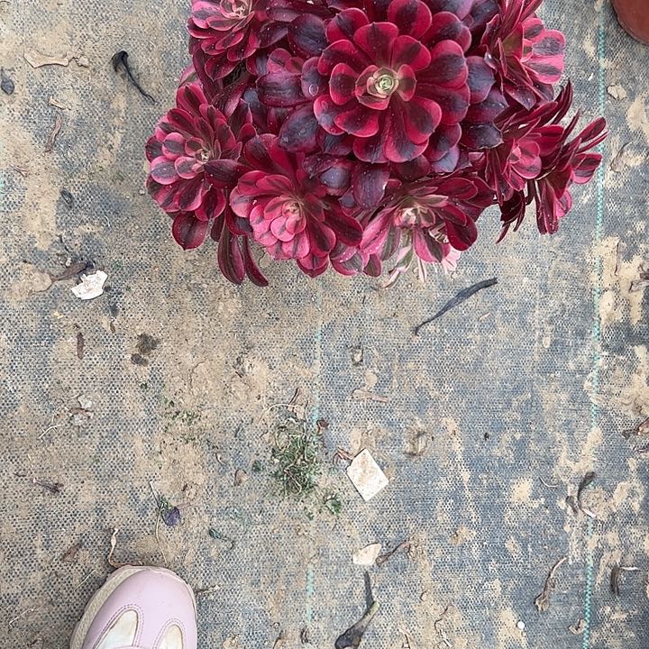 法师一物一拍链接4