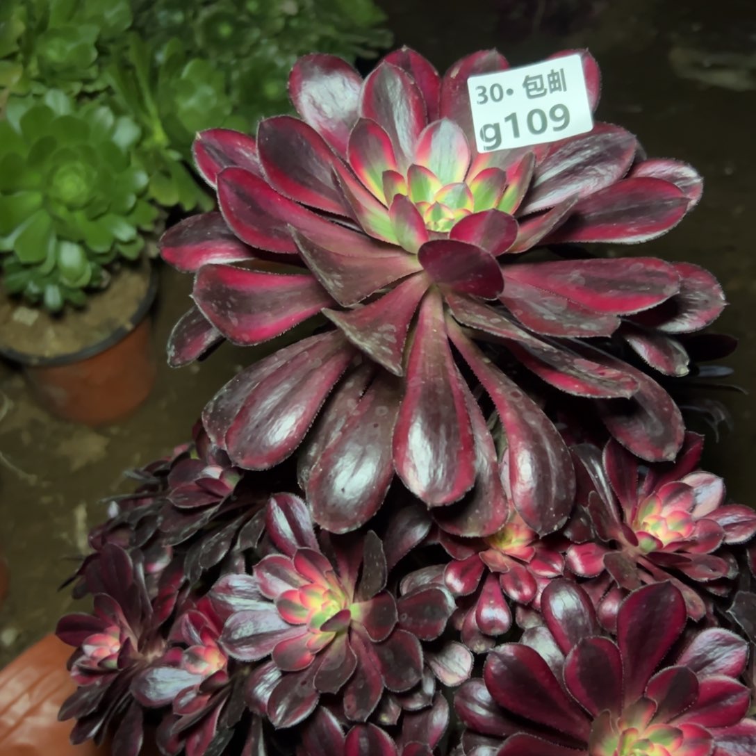 109 多肉法师香奶奶