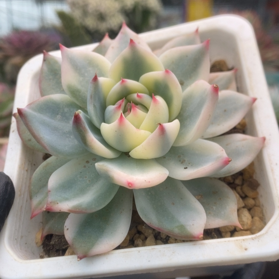 288锦锦锦锦锦锦锦