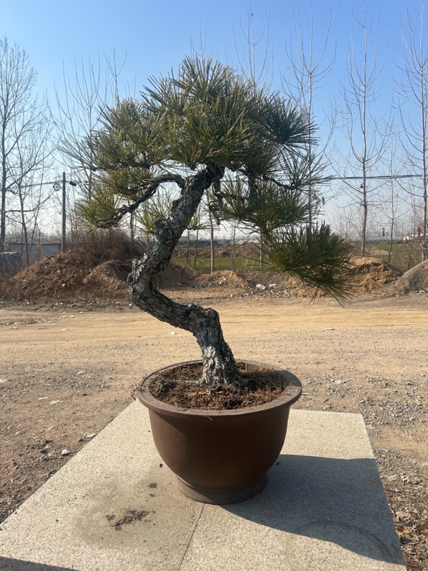 四大盆景，黑松大型黑松四季长青