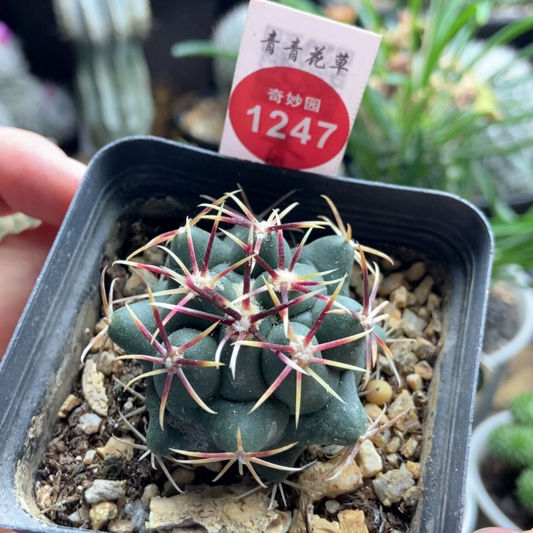 实生割刺大红鹰4.4cm