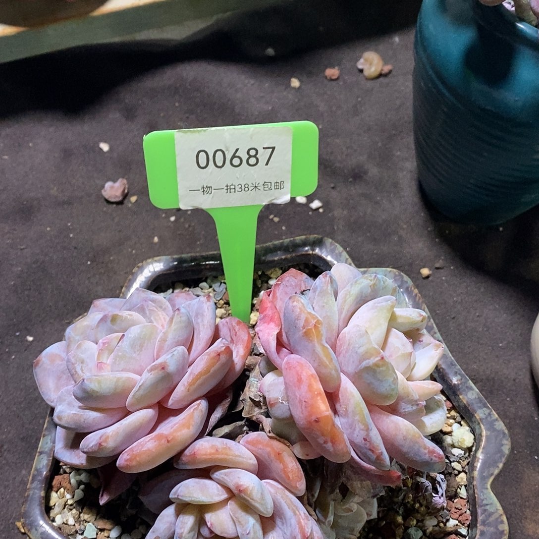 00687？哦困啊凑咯哦哦