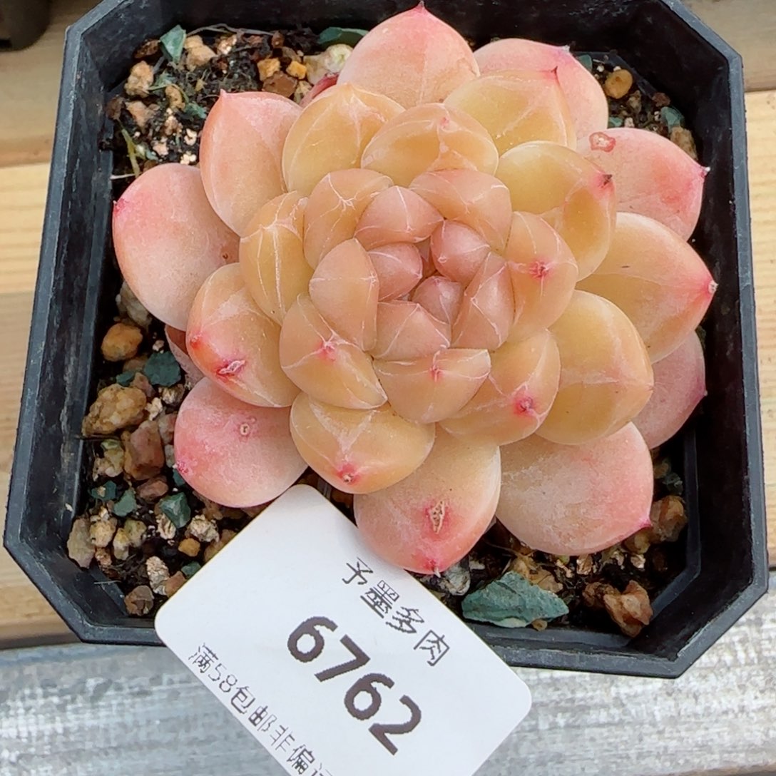 冰魄福利，6762多肉