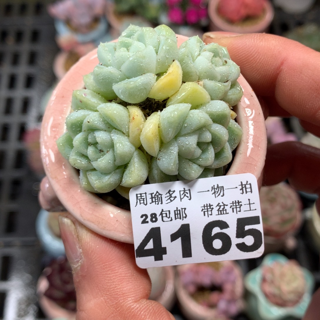 精控多肉植物4165