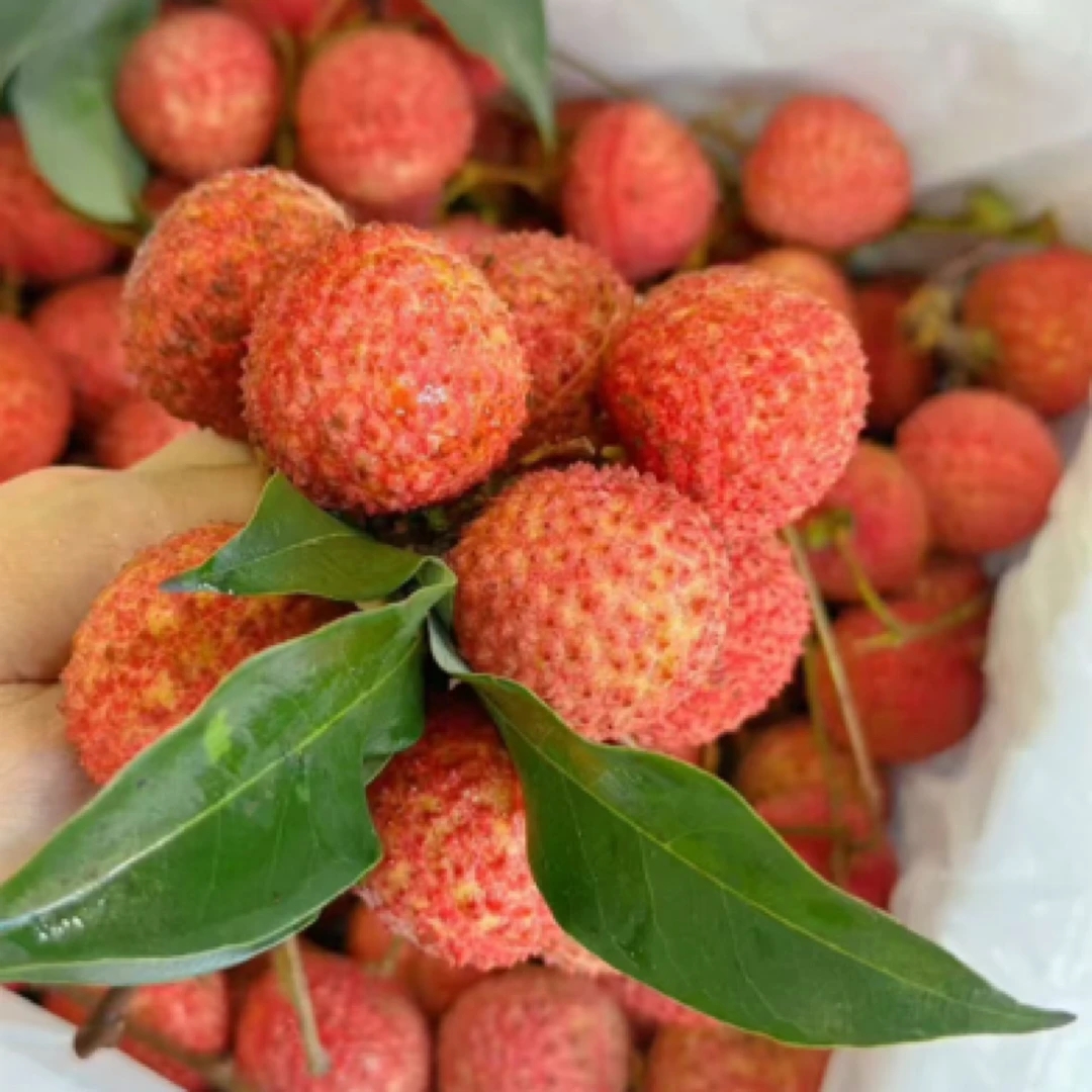 【老沙次日达】尊蓝桂味香甜多汁荔枝 散装净果2/5斤荔枝同城送新鲜