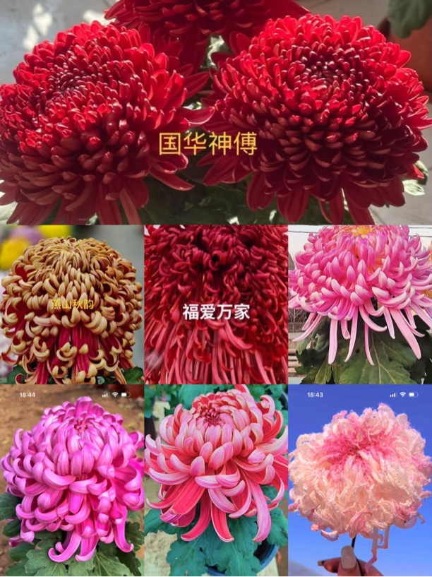 精品好货七颗七品神父➕燕山➕福爱➕宝义➕红国➕粉国➕鹅毛