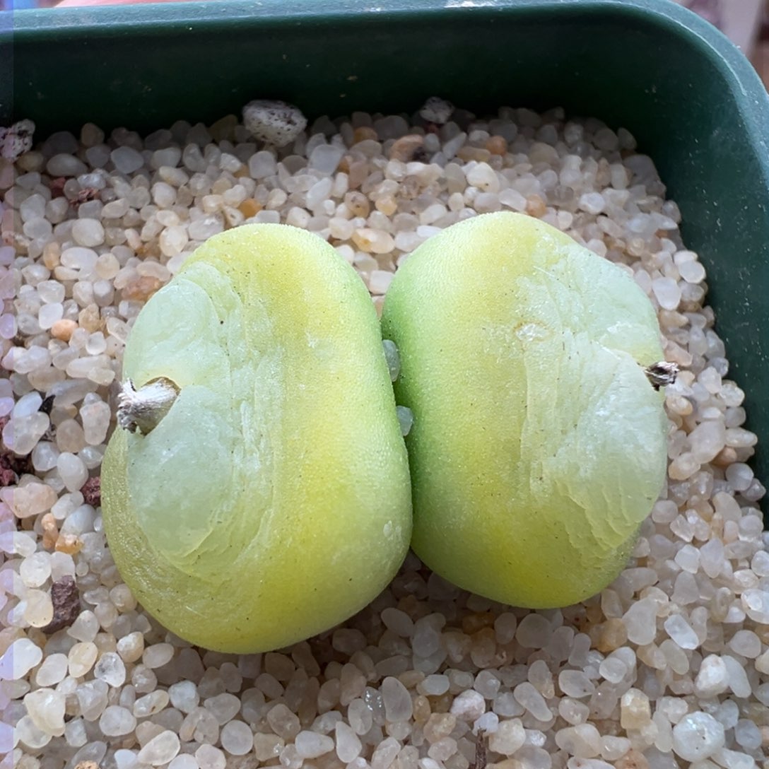 191。双头拉登母本。sh1200