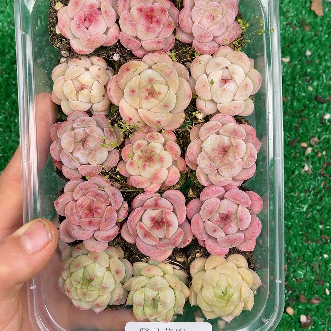 多肉一物一拍25-96