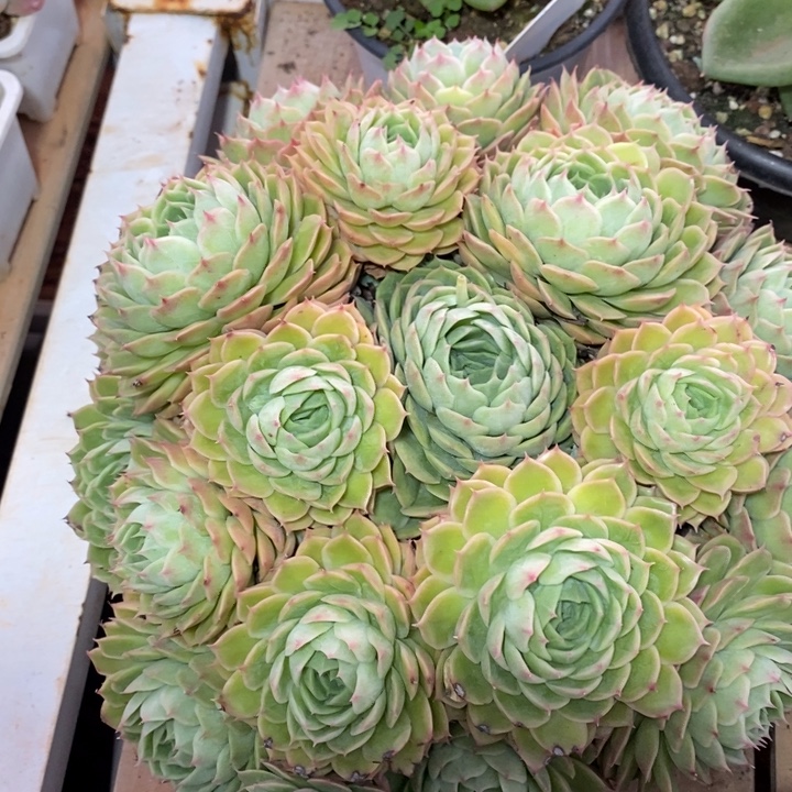 D176- 直播福利 昂斯诺手捧