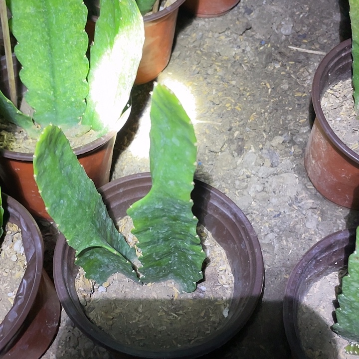 家***宁令箭荷花盆栽苗小粉