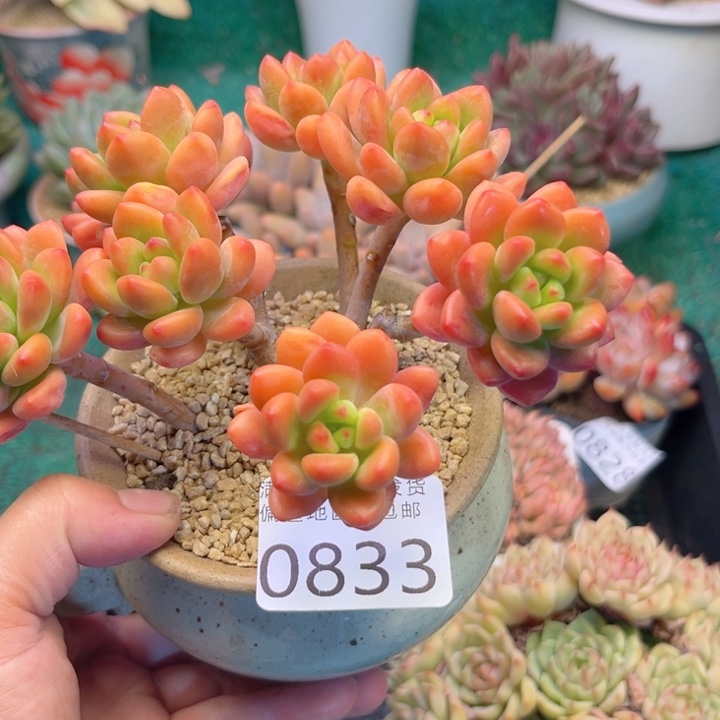 大0833:？xvcbcbbbbb
