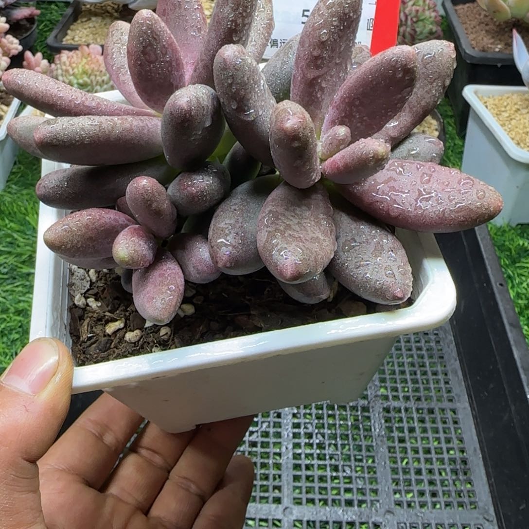 解忧多肉一物一拍编号50