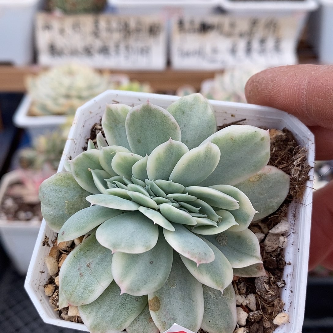 27100 小白龙覆轮锦缀化