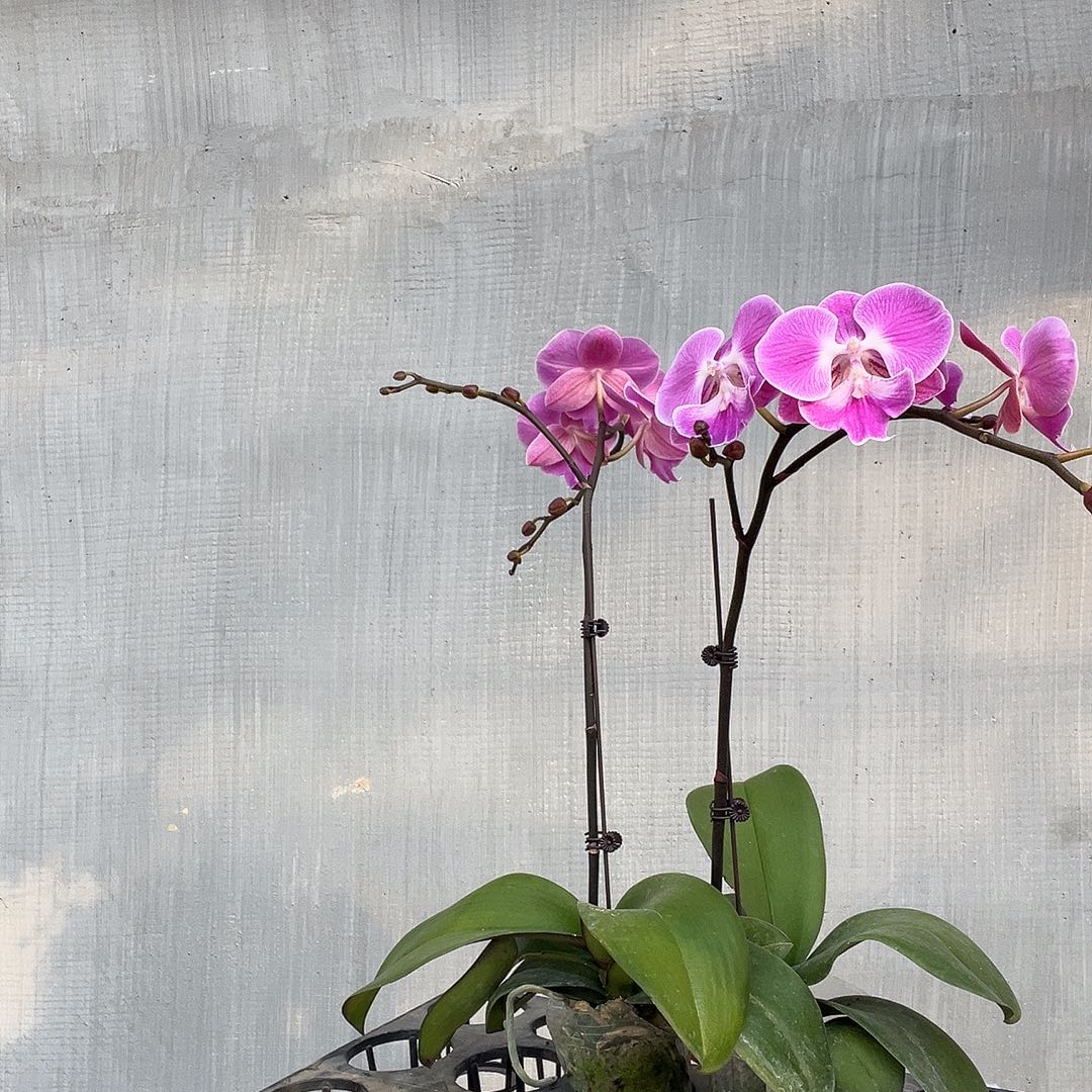 蝴***兰完全开放蝴蝶兰2个 不售后