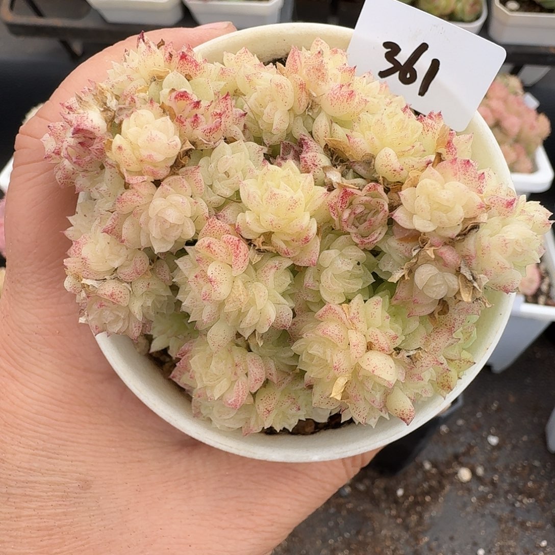 一物一拍一物一拍1213-361