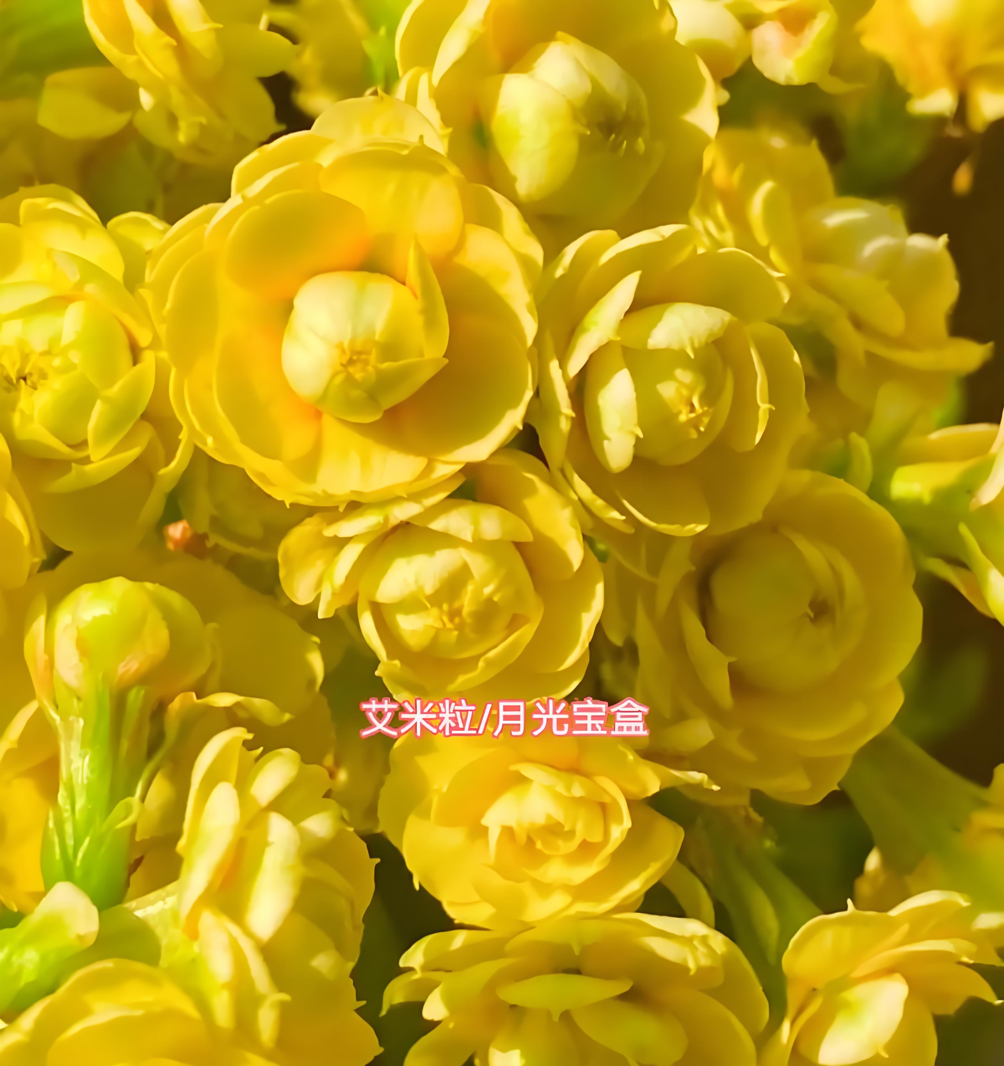 【艾米丽】重瓣大花型长寿花带花苞