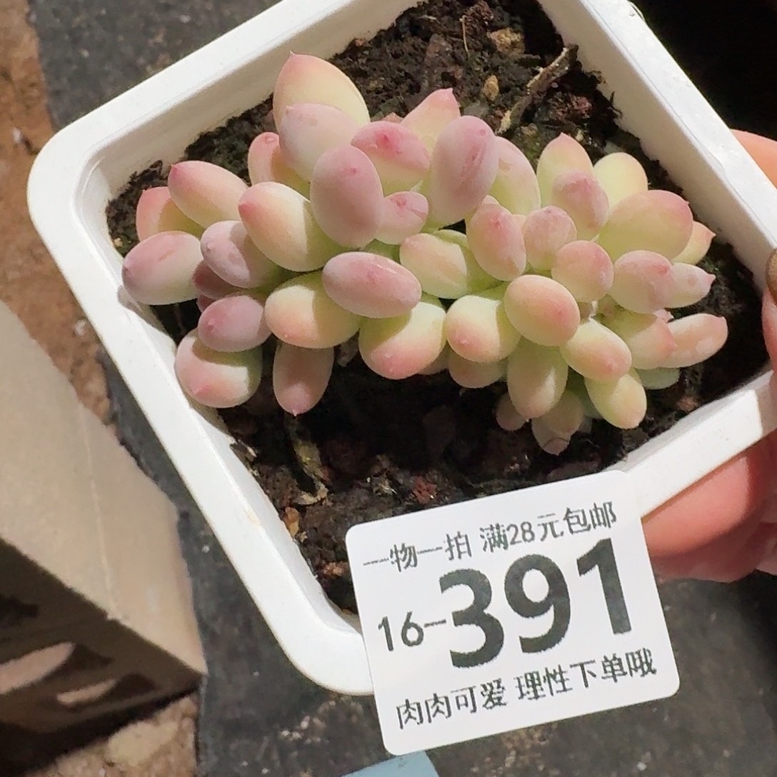 三日月美人缀无盆发货
