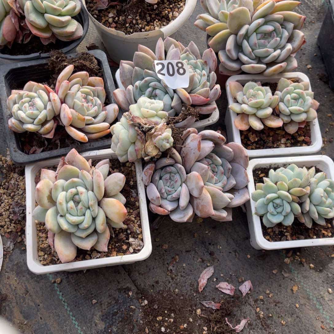 【闪购商品】阿**学