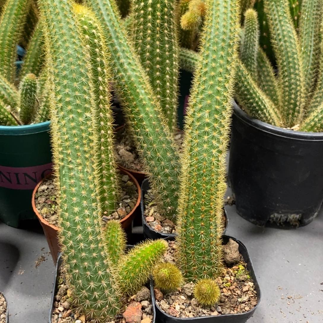 自根红蜻蜓金妞带崽保20公分