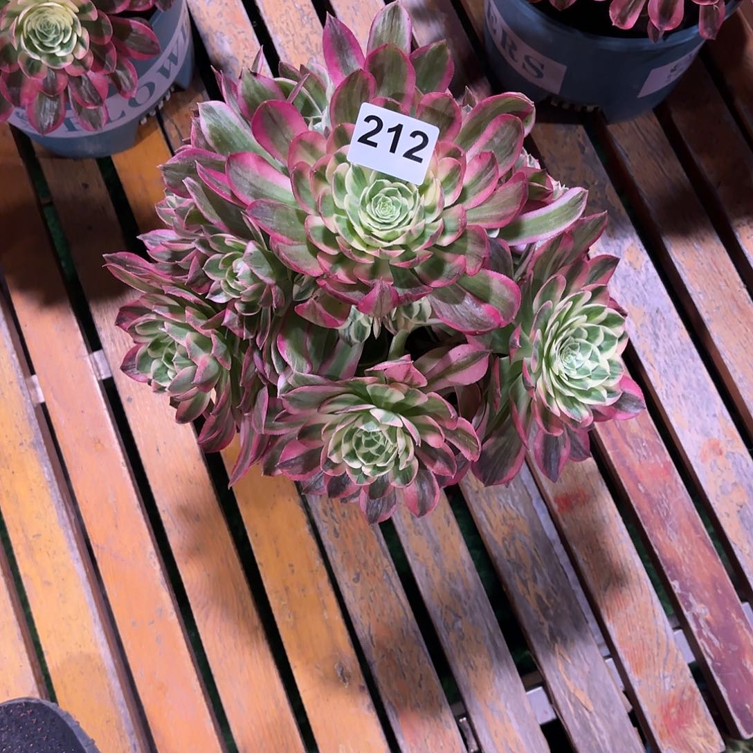 多肉法师海王212