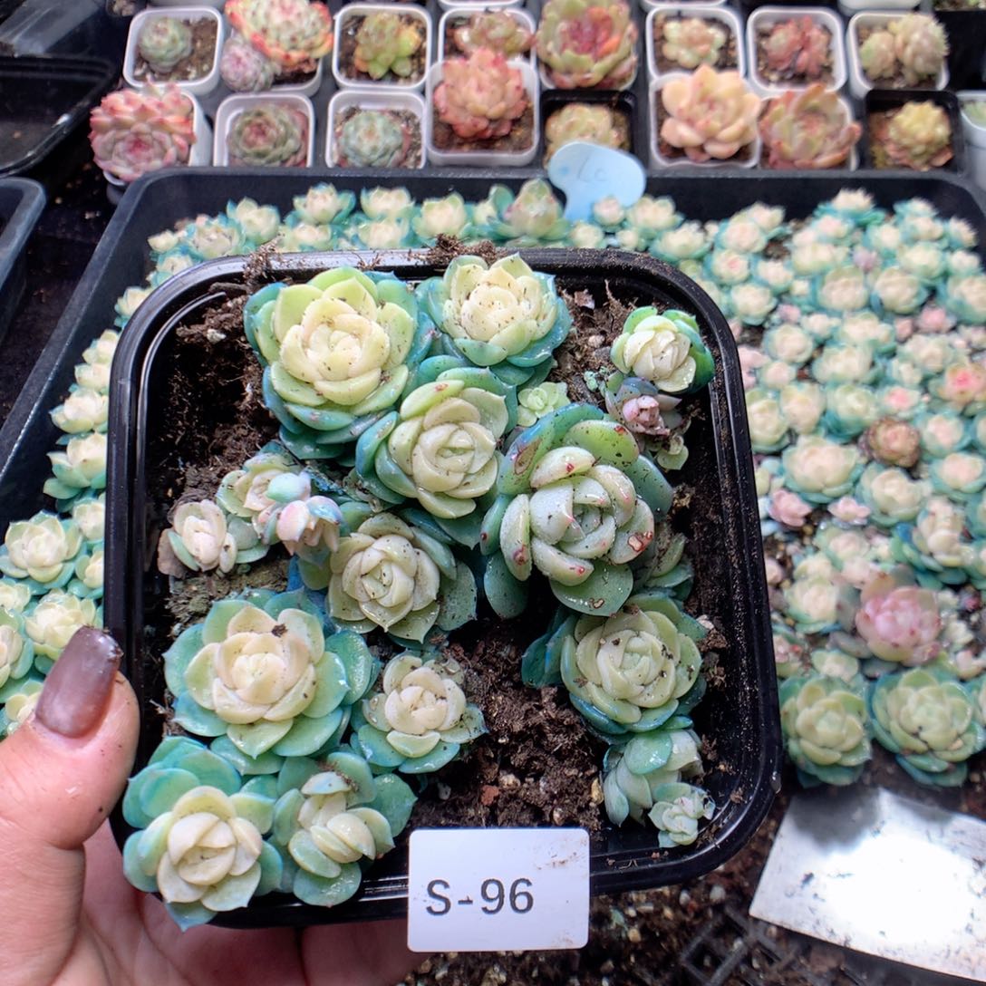 无花朵S96月英语英语