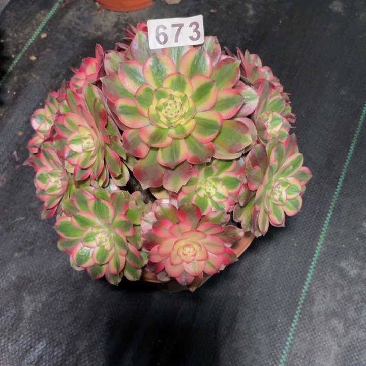 673老庄多肉法师荔枝