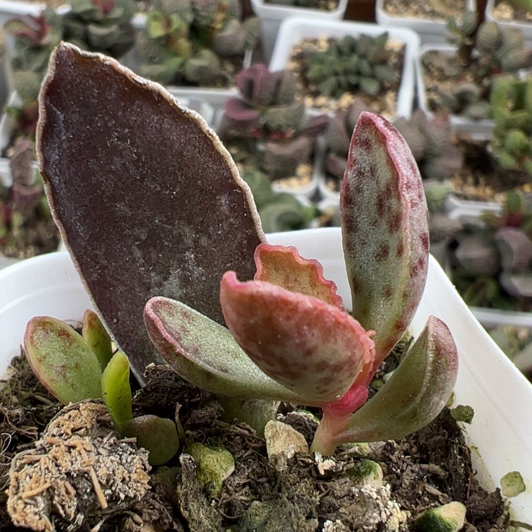 雨蝶大苗多肉植物水泡