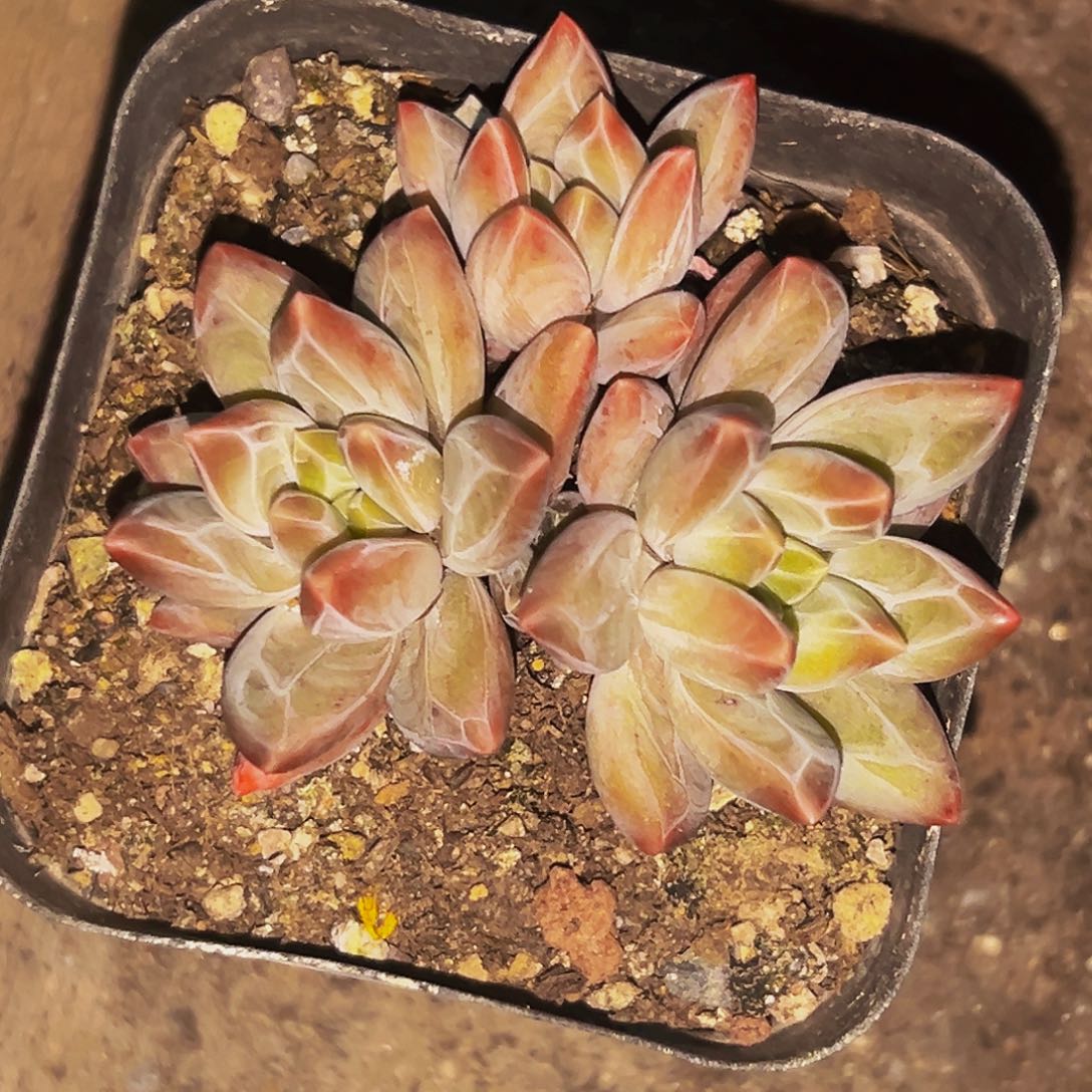 桔云多肉美人精品系列