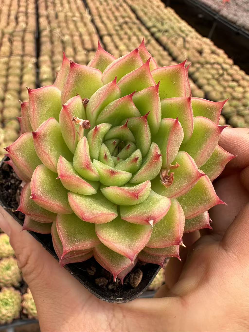 7#金光单头  多肉植物   前男友精品多肉