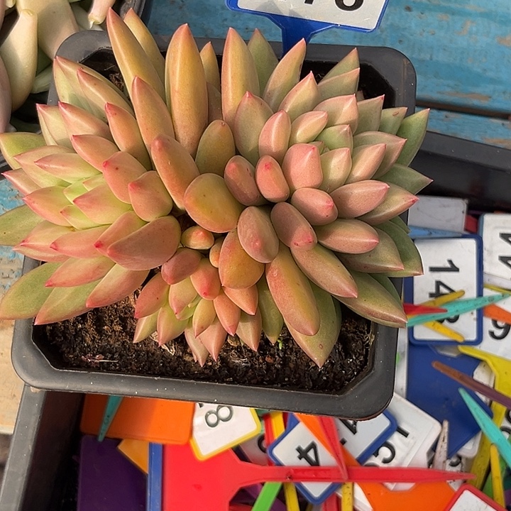 多肉植物米其林176