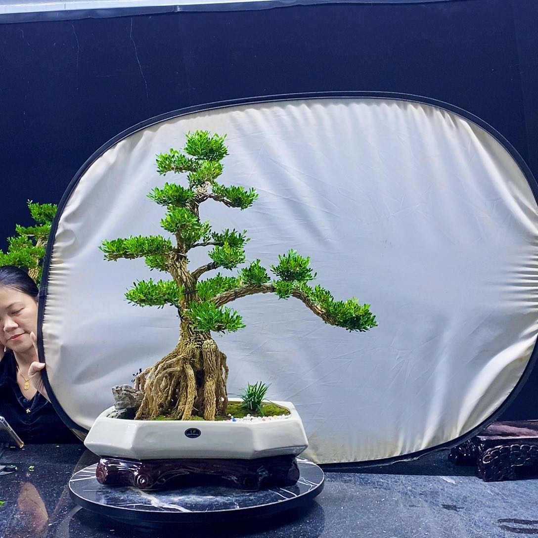 无花朵黄杨盆景造型