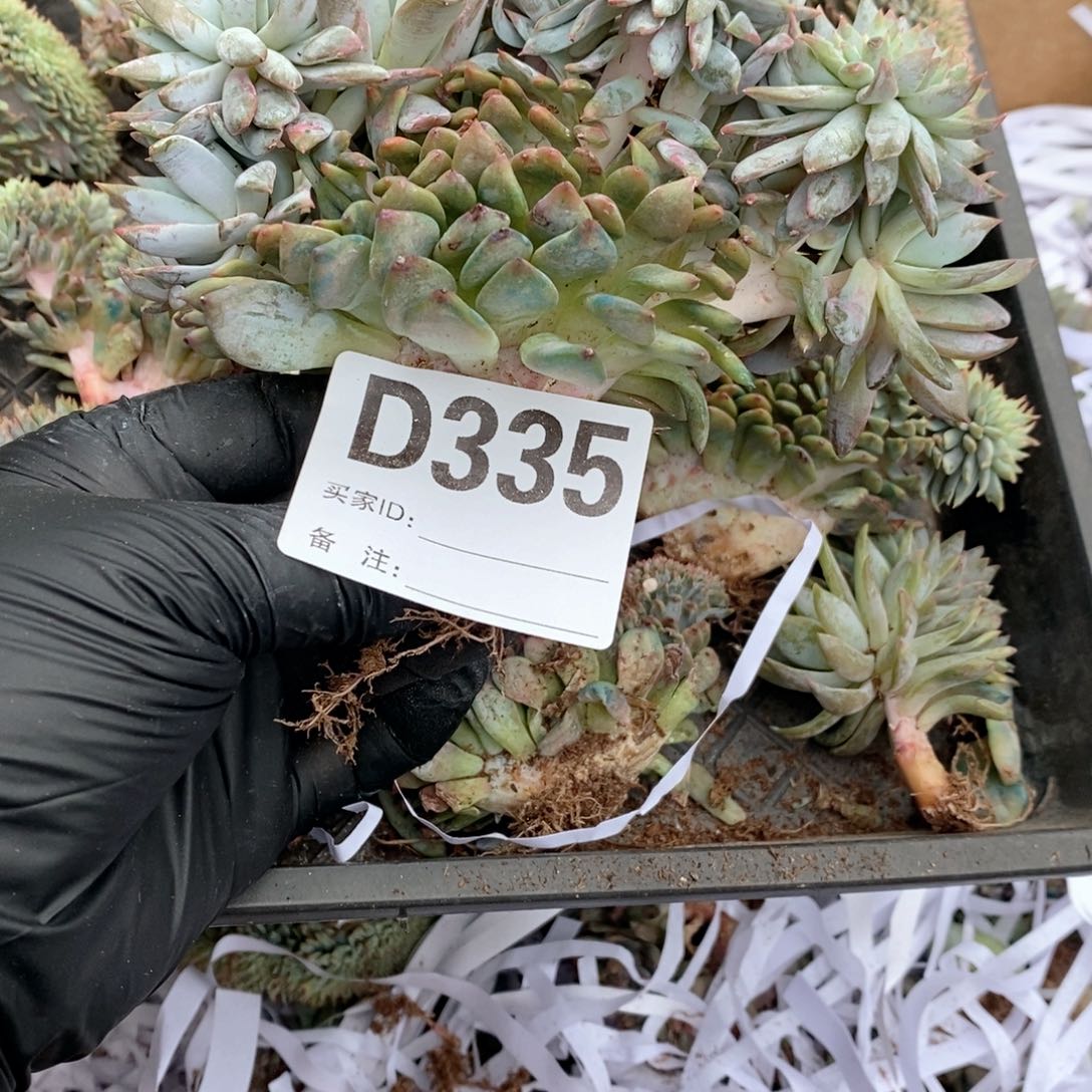 蓝***云335 星影树缀哇哇哇哇