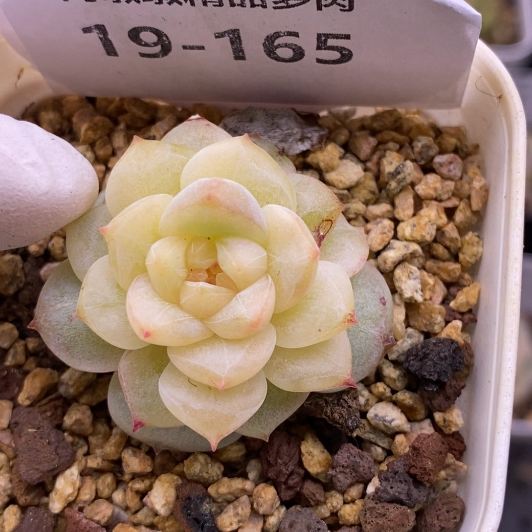 【闪购商品】19-165