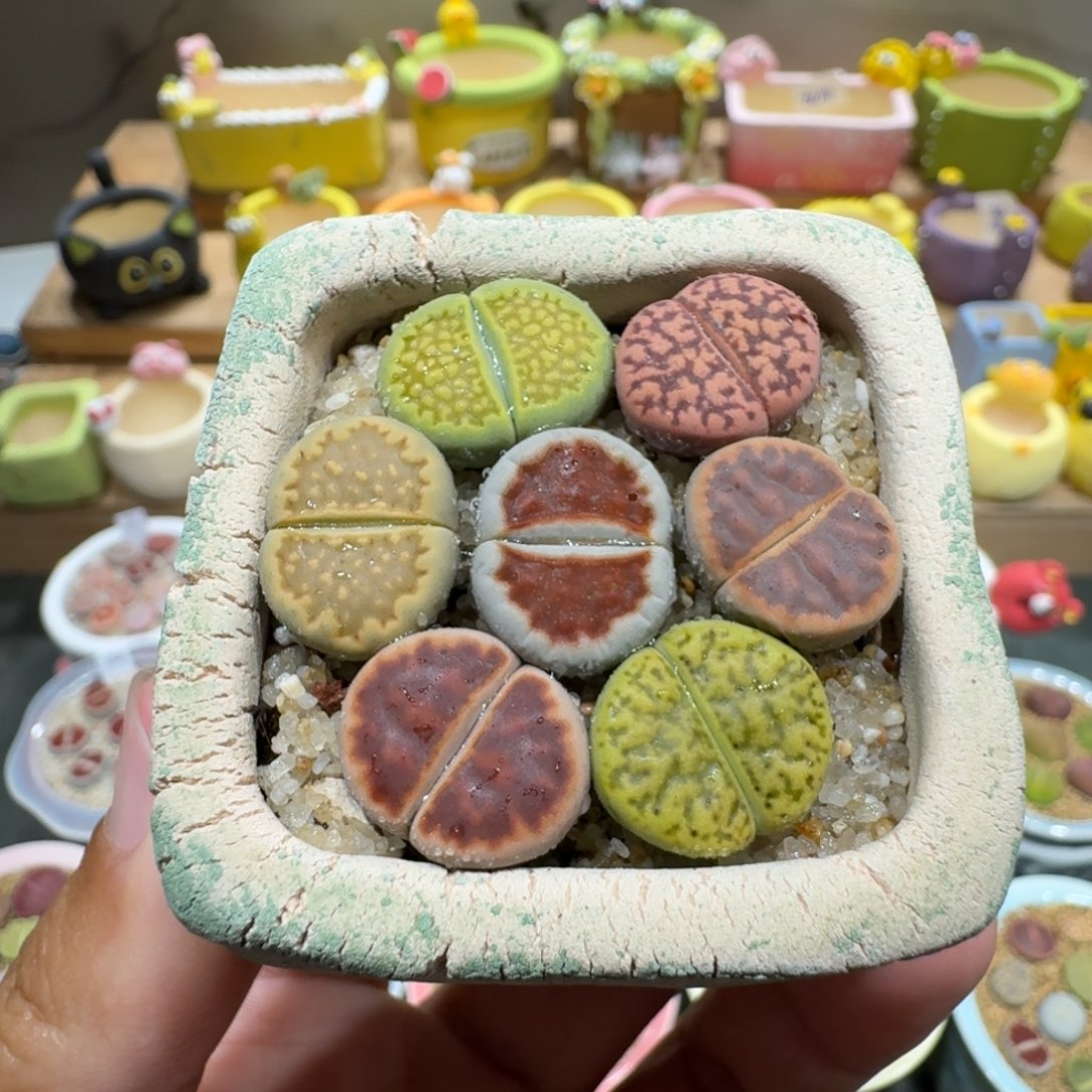 蘑菇1257彩拼多肉植物