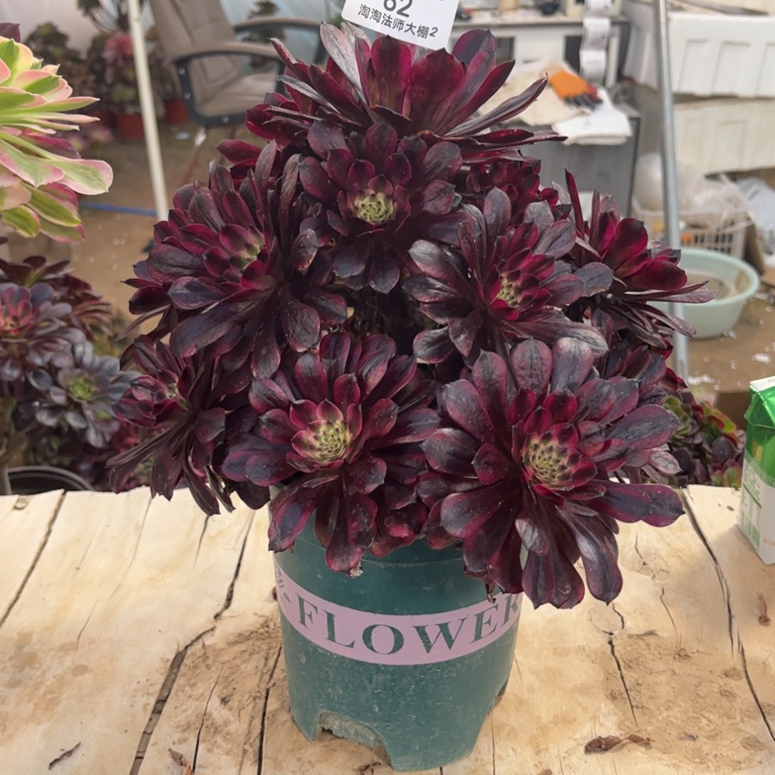 62美姬多肉植物法师