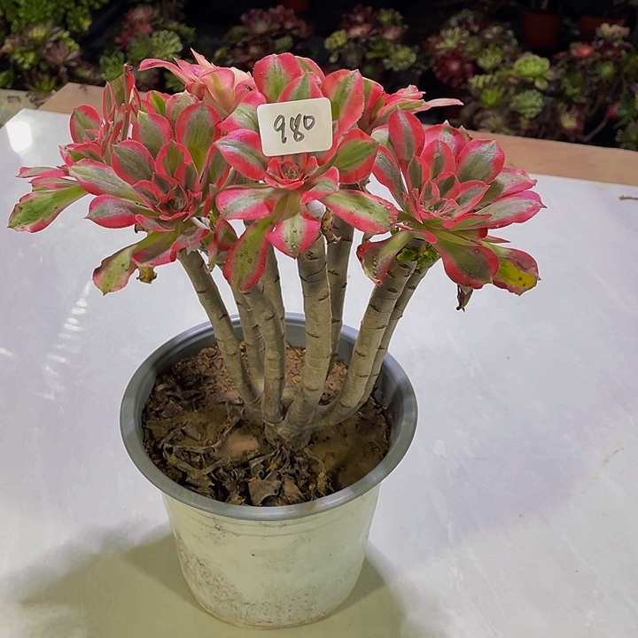 敏***敏架接0000000000980号