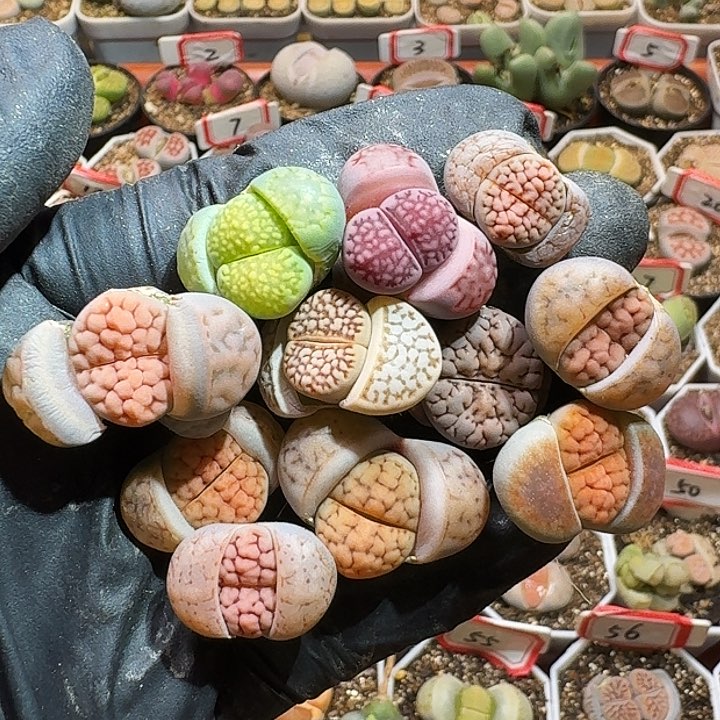 生石花223:：：。  85