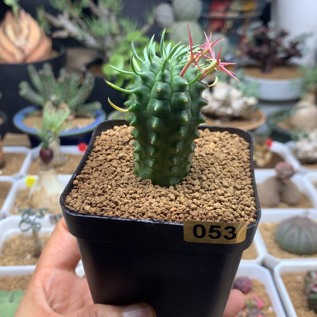 群星冠大戟实生带盆053