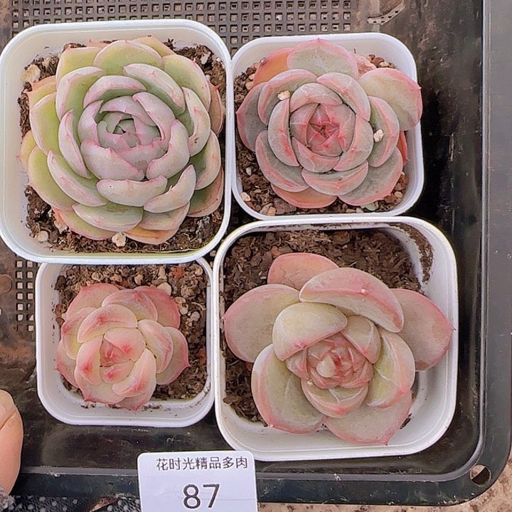 花时光精品多肉87