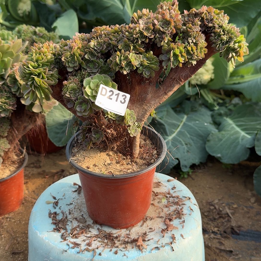 213万缀微瑕一颗满28包邮