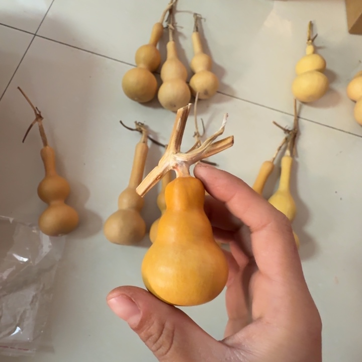 T***J莲花头大粗嘴八宝