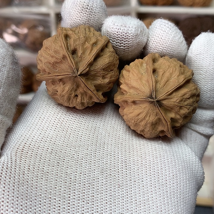 核桃34尺灯笼小手拟4号