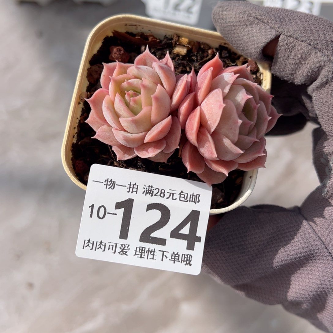 昂斯诺多肉多肉多肉多肉