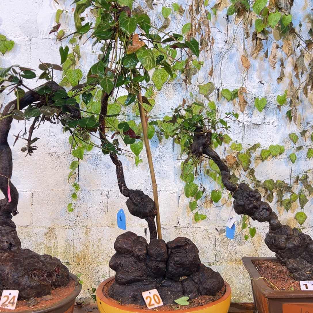 【闪购商品】完全开放卫****.