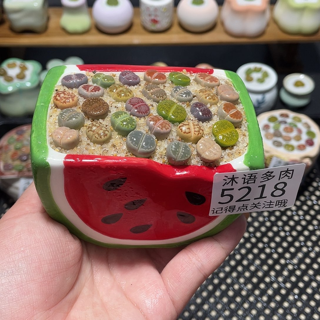 带盆土植物 一物一拍5218