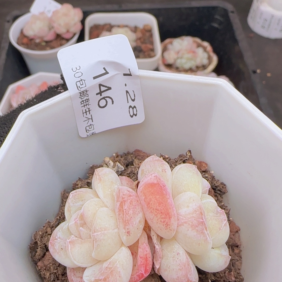 糖心冰玉一颗脱土