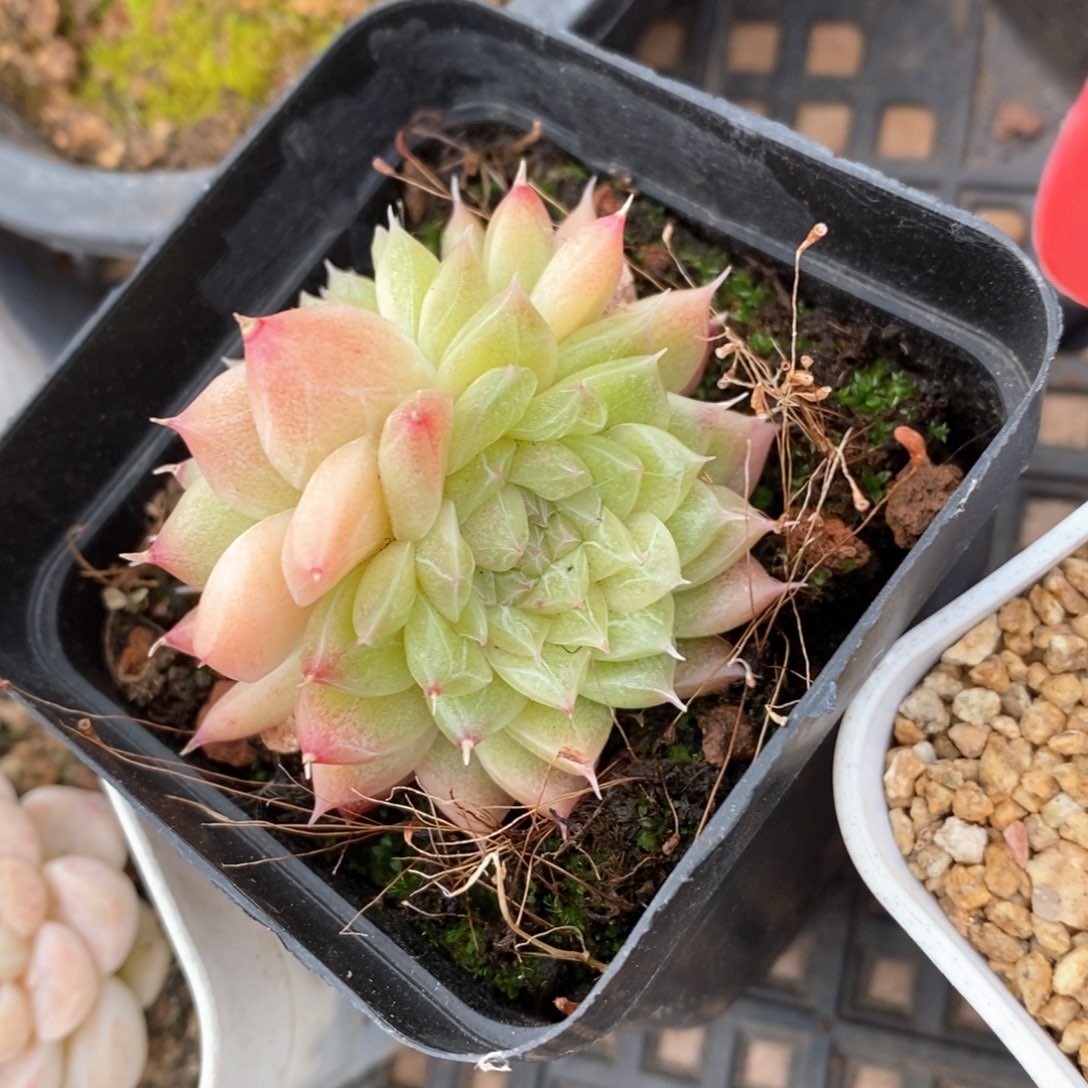 精品多肉一物一拍不包整164