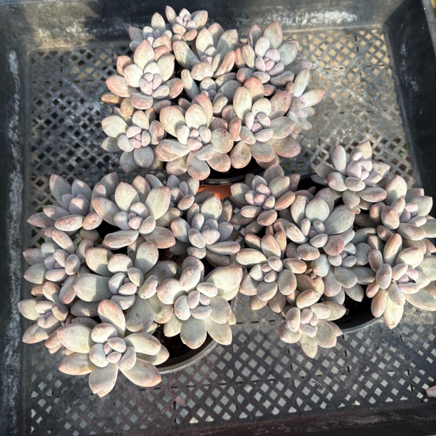 星影朵朵群四颗打包 脱土发货