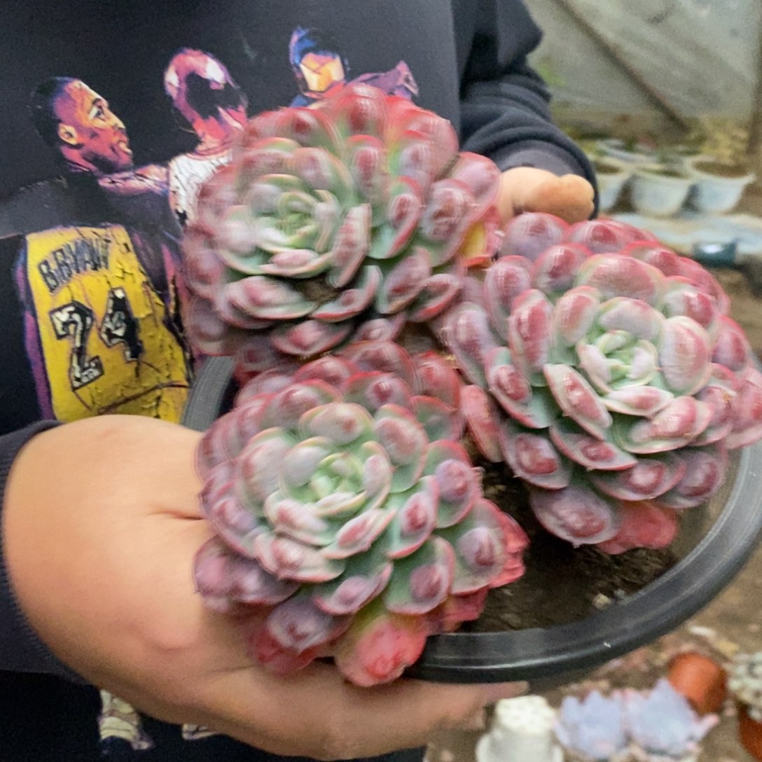 雨滴三头起发老桩大盆