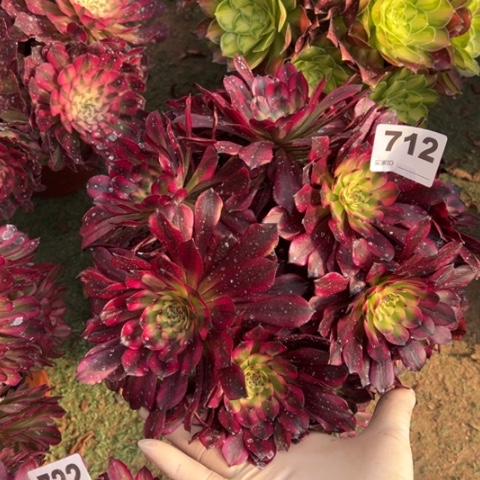 712美肌朵朵多肉，